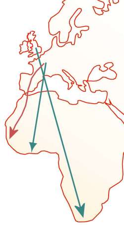 Carte du trajet migratoire de l'hirondelle rustique